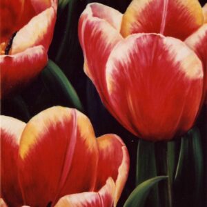 Three large red-yellow tulips