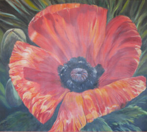 The poppy