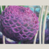 Dahlia ball in purple