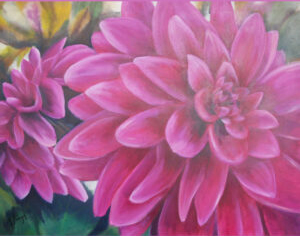 Dahlias in magenta