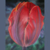 Red tulip with purple stripes