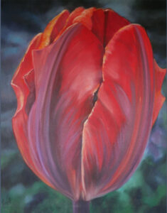 Red tulip with purple stripes