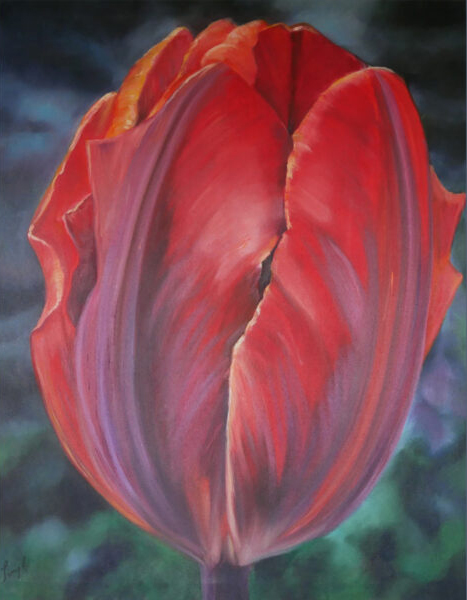 Red tulip with purple stripes