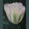 White tulip with green stripes