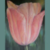 Pink-peach tulip