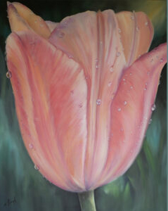 Pink-peach tulip