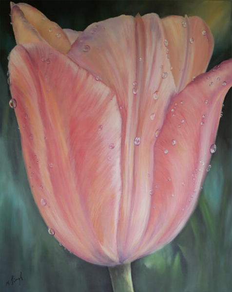 Pink-peach tulip