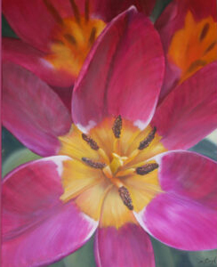 Tulips in magenta with a view of the yellow cup