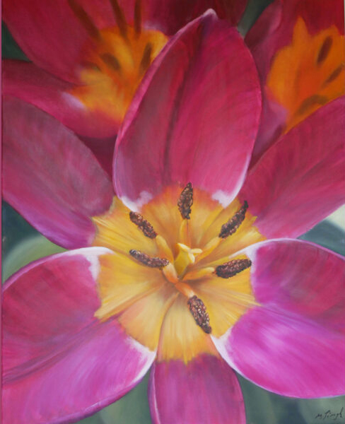 Tulips in magenta with a view of the yellow cup