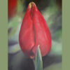 Red tulip with a leaf