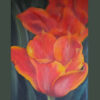 Orange-red-yellow tulip flowers